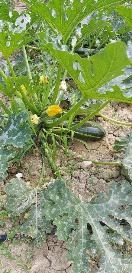 Agriturismo Fiore Di Campo Fermo Eksteriør billede